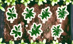 Featured image of post 10 errores comunes al sembrar cardamomo y cómo evitarlos