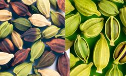 Featured image of post Cardamomo colombiano vs guatemalteco: ¿cuál es mejor?