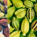 Cardamomo colombiano vs guatemalteco: ¿cuál es mejor?