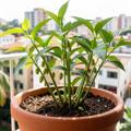 Cardamomo en casa: guía de maceta, sustrato y cuidados