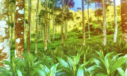 Featured image of post Cardamomo en sistemas agroforestales: guía completa