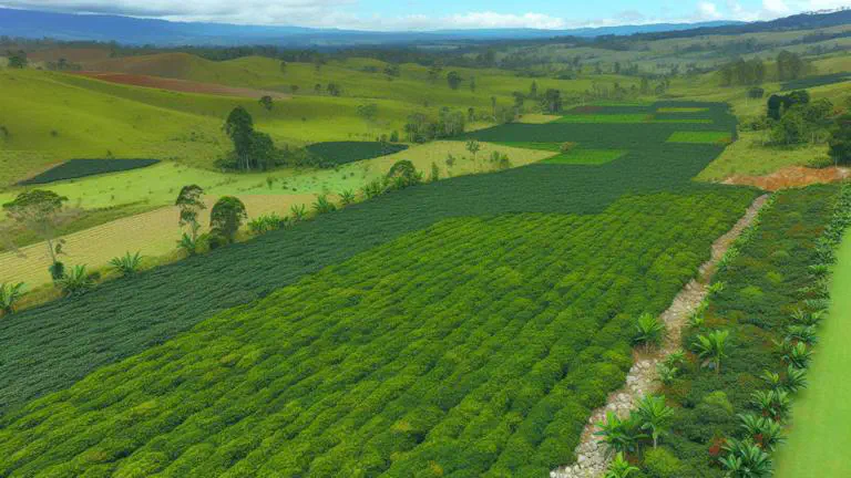 Featured image of post Cómo diversificar fincas cafeteras con cardamomo