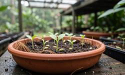 Featured image of post How to Germinate Cardamom Seeds: Step by Step