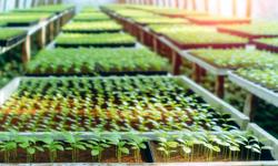 Featured image of post Cómo iniciar un vivero de cardamomo paso a paso