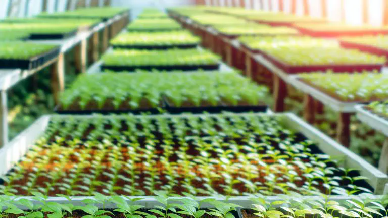 Featured image of post Cómo iniciar un vivero de cardamomo paso a paso