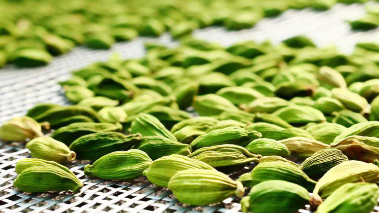 Featured image of post Cómo secar cardamomo verde sin perder el color