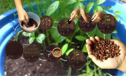 Featured image of post Cómo sembrar cardamomo en Colombia paso a paso