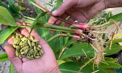 Featured image of post Cómo sembrar cardamomo: guía práctica para principiantes