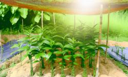 Featured image of post Cardamom Plant Care: Essential Crop Management