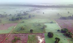 Featured image of post Cultivo de cardamomo en Colombia: clima, suelo y zonas ideales