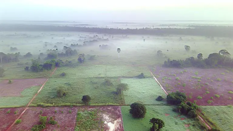 Featured image of post Cultivo de cardamomo en Colombia: clima, suelo y zonas ideales