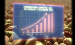 Featured image of post Demanda internacional del cardamomo colombiano 2025