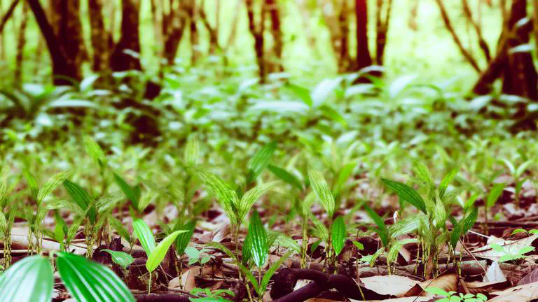 Featured image of post ¿Existe cardamomo silvestre en Colombia? Historia y realidad