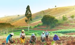 Featured image of post Real Stories from Cardamom Growers in Colombia