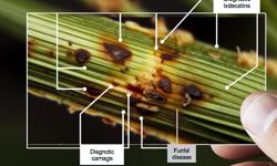 Featured image of post Plagas y enfermedades del cardamomo en Colombia: identificación y control