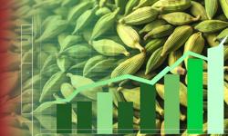 Featured image of post Precio del cardamomo 2025: tendencias y proyecciones