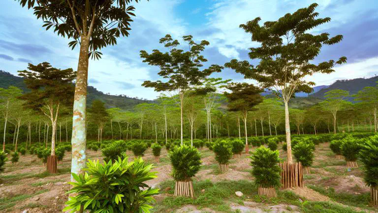 Featured image of post Producción sostenible de cardamomo en Colombia