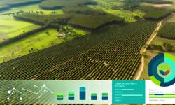 Featured image of post Rendimiento del cardamomo por hectárea en Colombia