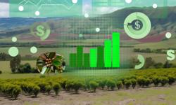 Featured image of post ¿Es rentable el cultivo de cardamomo en Colombia? Análisis 2025