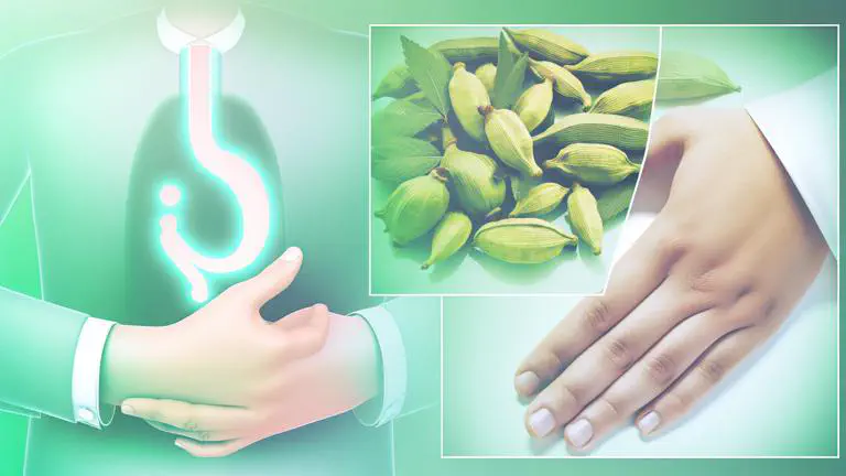 Featured image of post ¿Sirve el cardamomo para la gastritis? Evidencia y usos