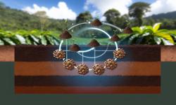 Featured image of post Técnicas de fertilización para cardamomo en clima cafetalero