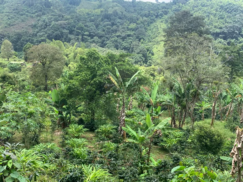 Cultivo sostenible de cardamomo