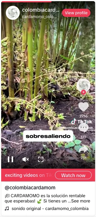 Cultivo de cardamomo bajo sombra natural