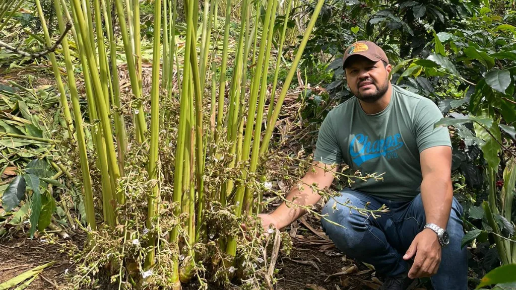 Cultivo de cardamomo en el Eje Cafetero