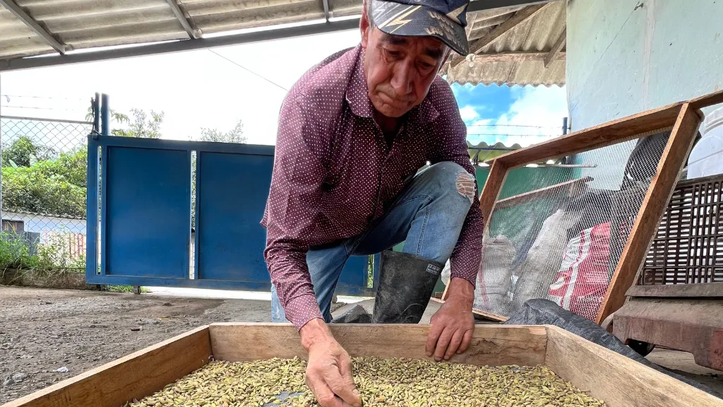 Curso virtual sobre manejo postcosecha de cardamomo